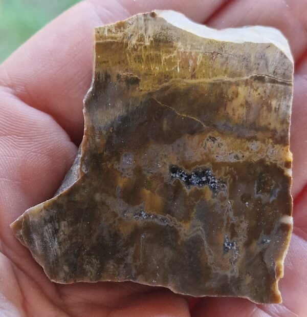 Sezione di Legno Fossile Grezzo Sicilizzato - immagine 3