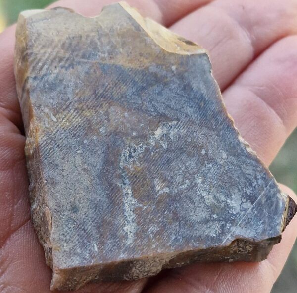 Sezione di Legno Fossile Grezzo Sicilizzato - immagine 2