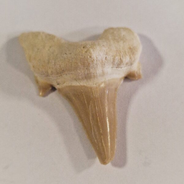 DENTE DI SQUALO FOSSILE provenienza Marocco
