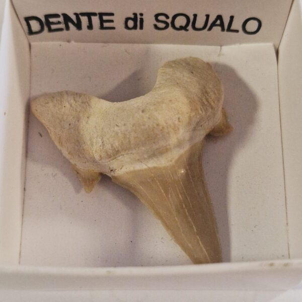 DENTE DI SQUALO FOSSILE provenienza Marocco - immagine 2