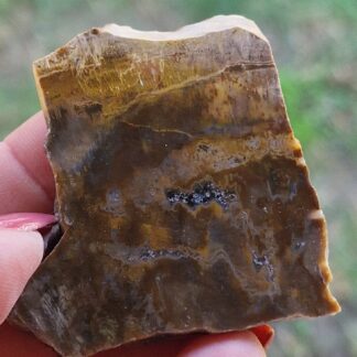 Sezione di Legno Fossile Grezzo Sicilizzato
