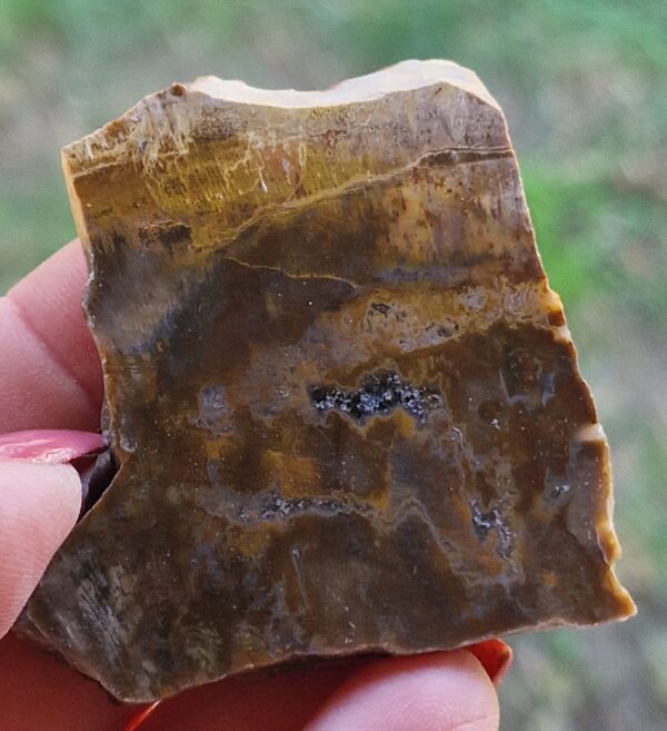 Sezione di Legno Fossile Grezzo Sicilizzato
