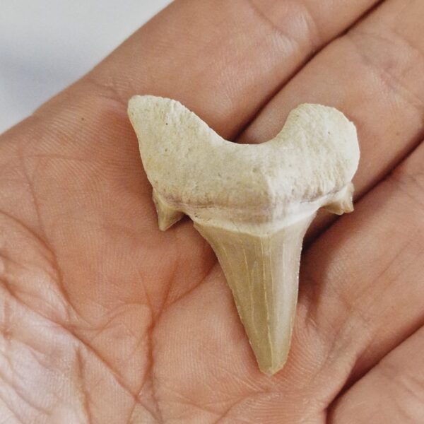 DENTE DI SQUALO FOSSILE provenienza Marocco - immagine 3