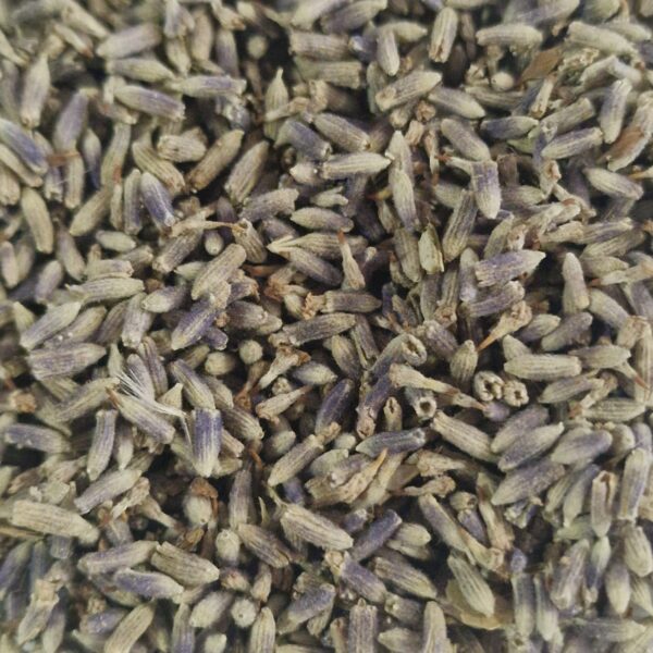 Fiori Lavanda erbe essiccate