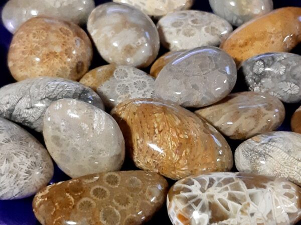 Corallo Fossile