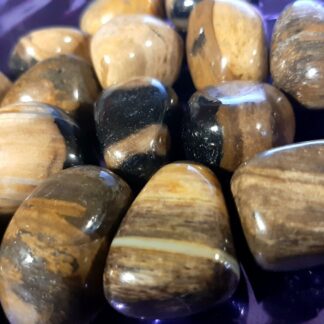 Legno Fossile Burattato Lucidato Grande